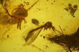 Fossil Flies, Three Ants, a Crane Fly and a Wasp in Baltic Amber #183602-3